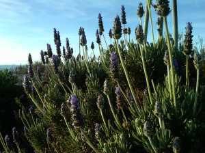 Taking a picture of the fragrant lavender renews my grateful attitude and spirit.