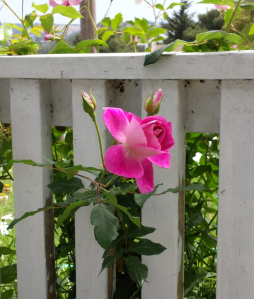 2013-08-10 pink rose from d